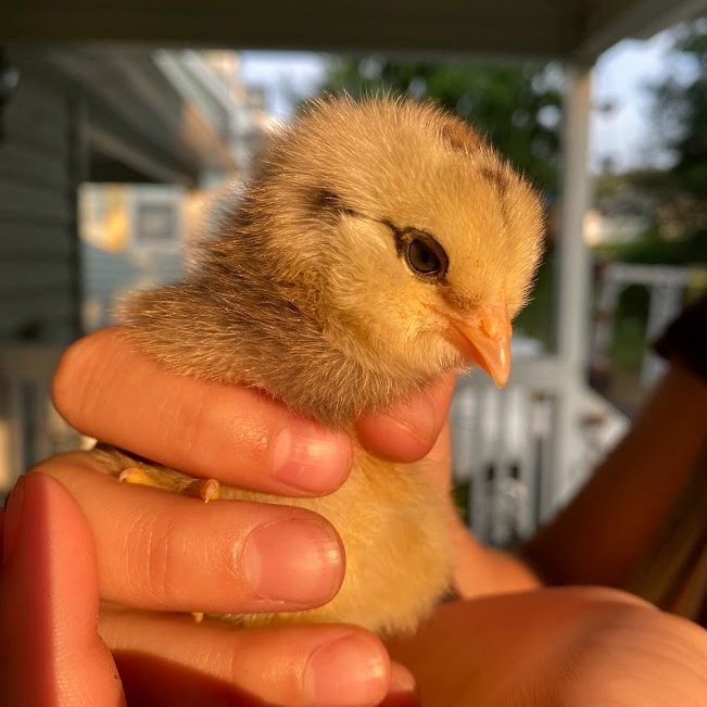 Person holding a baby chick.